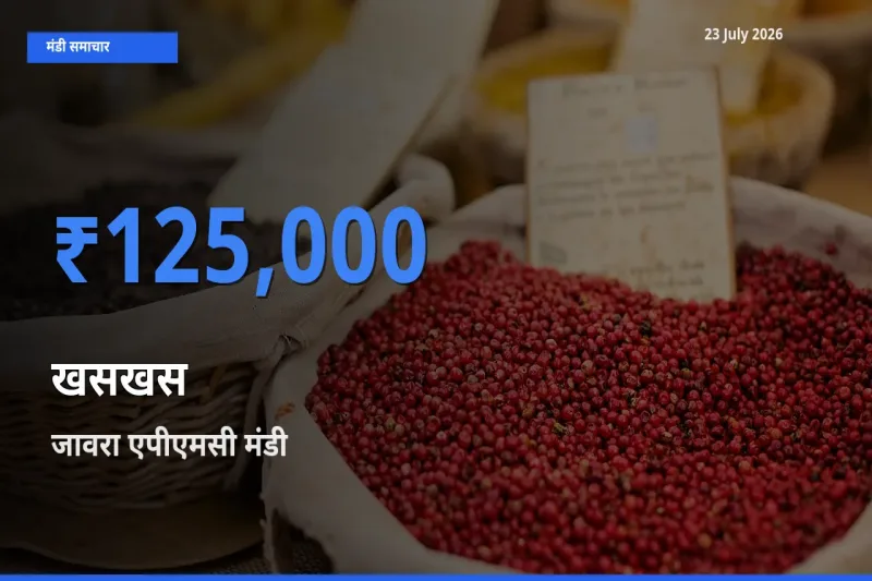टॉप मंडी बना जावरा एपीएमसी! खसखस के सबसे ऊँचे दाम यहीं दर्ज