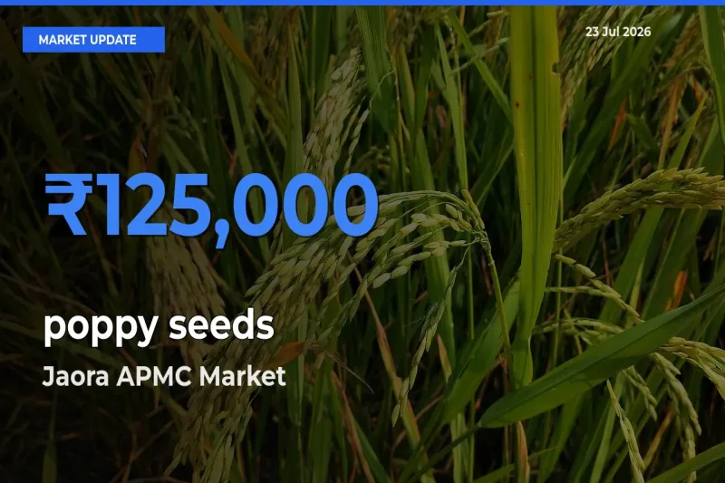 Jaora APMC Offers ₹125,000 – Highest poppy seeds Rate Today