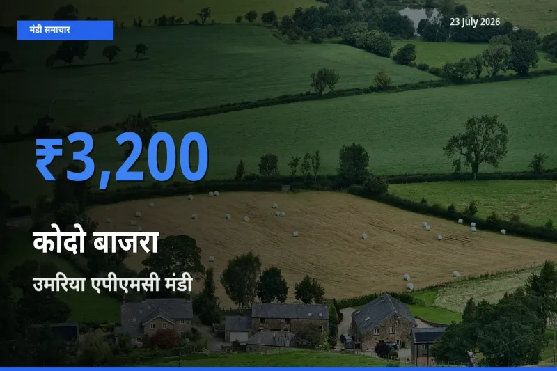 उमरिया एपीएमसी में कोदो बाजरा का आज सबसे ऊँचा भाव