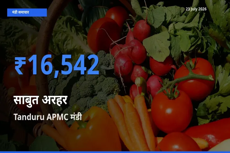 Tanduru APMC मंडी में आज साबुत अरहर के सबसे ऊँचे दाम दर्ज