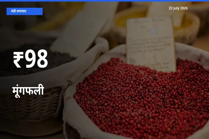कई मंडियों में मूंगफली के भाव एक दिशा में, बाज़ार का रुख साफ
