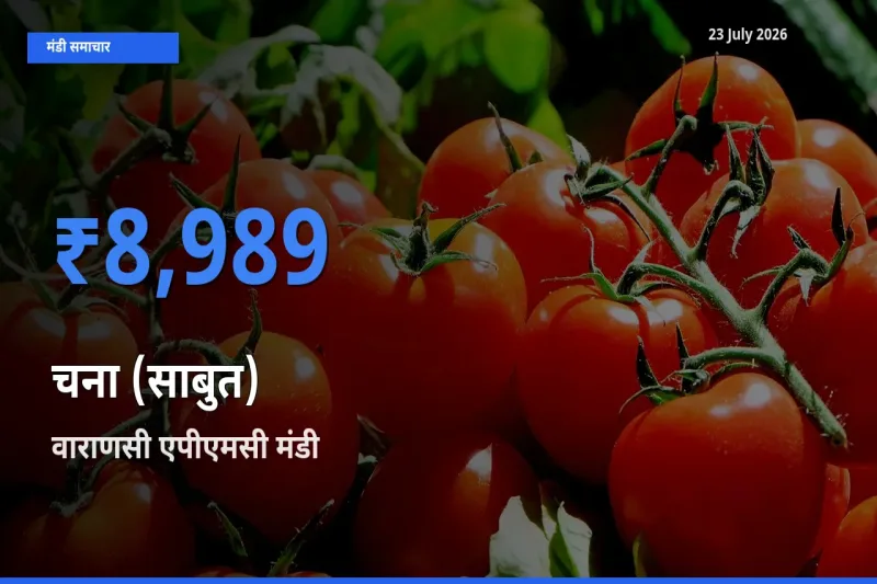 आज चना (साबुत) के सबसे ऊँचे दाम ₹8,989 वाराणसी एपीएमसी मंडी में
