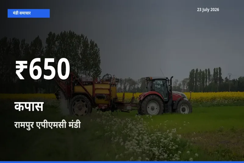 कपास के दाम 30 दिनों के सबसे निचले स्तर पर, रामपुर एपीएमसी