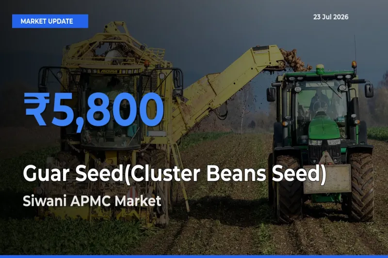 Siwani APMC Tops Guar Seed(Cluster Beans Seed) Rates – July 23 Market Update