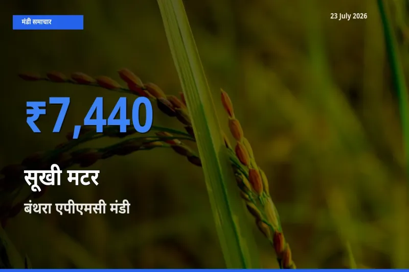 बाज़ार संकेत: बंथरा एपीएमसी बना सूखी मटर के लिए आज की टॉप मंडी
