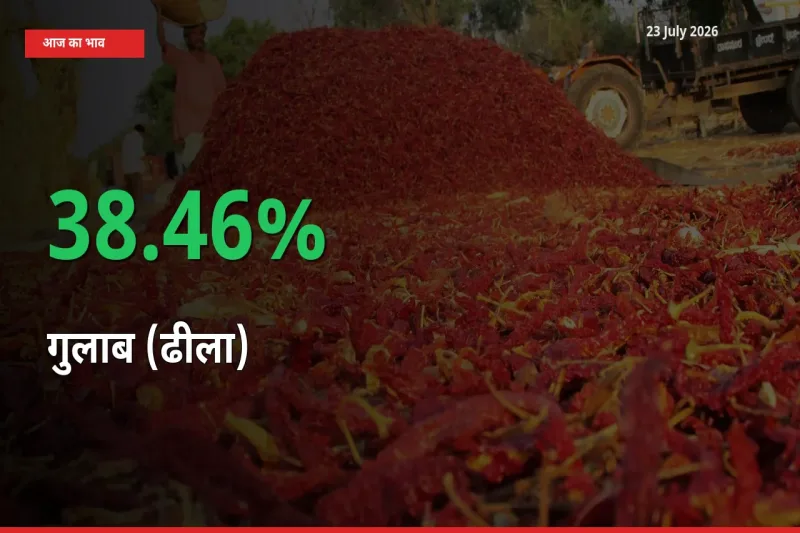 23 July अपडेट: गुलाब (ढीला) के दाम मंडी में 38.46% उछले