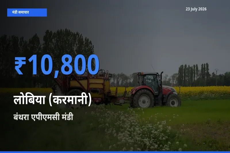 बंथरा एपीएमसी मंडी में आज लोबिया (करमानी) के सबसे ऊँचे दाम दर्ज