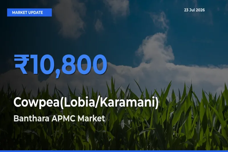 Banthara APMC Emerges as Top Mandi for Cowpea(Lobia/Karamani) Prices Today