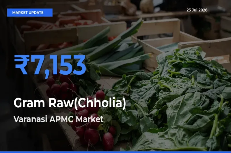 Varanasi APMC Tops Gram Raw(Chholia) Mandi Rates Today