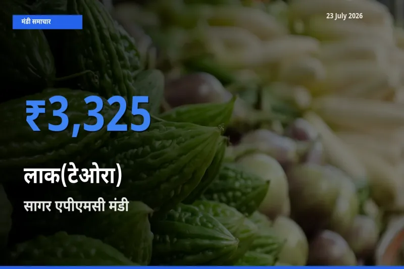 सागर एपीएमसी मंडी में लाक(टेओरा) ₹3,325 पर पहुँचा – आज का सर्वोच्च भाव