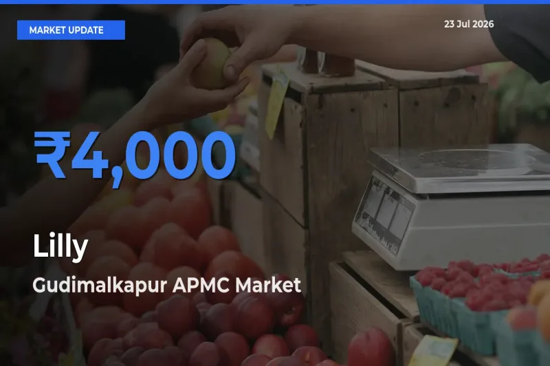 Lilly Mandi Rate Today: Gudimalkapur APMC Tops the List