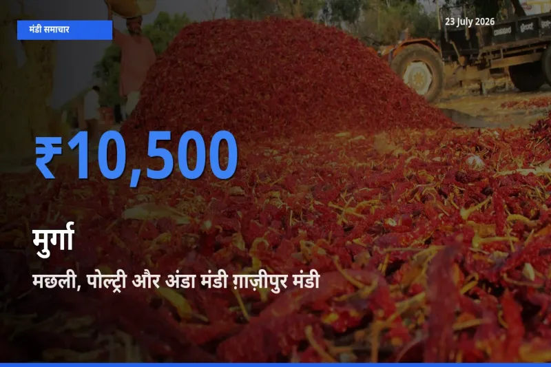 टॉप मंडी बना मछली, पोल्ट्री और अंडा मंडी ग़ाज़ीपुर! मुर्गा के सबसे ऊँचे दाम यहीं दर्ज