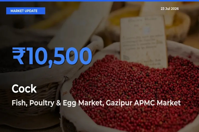 Market Watch: Fish, Poultry & Egg Market, Gazipur APMC Becomes Top Mandi for Cock