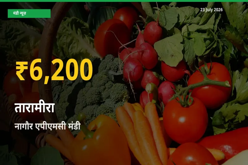 23 July अपडेट: नागौर एपीएमसी में तारामीरा के दाम रिकॉर्ड स्तर पर