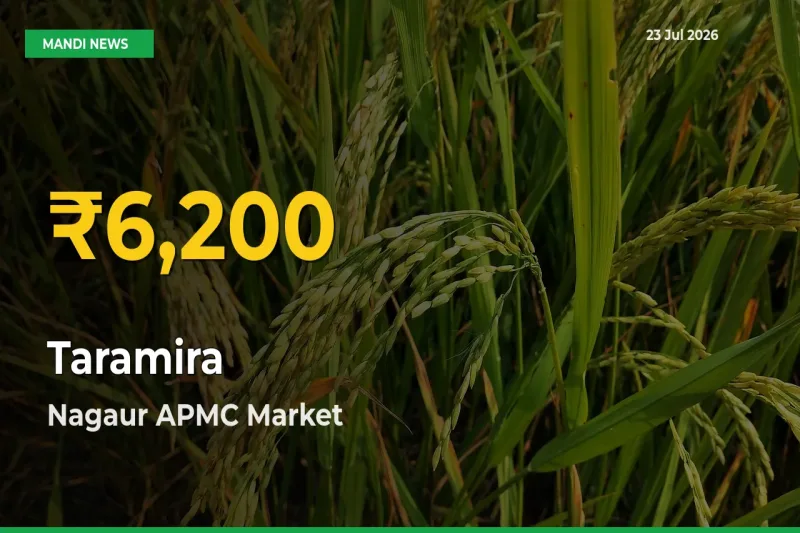 Big Jump in Taramira Prices! Nagaur APMC Records New Peak Today