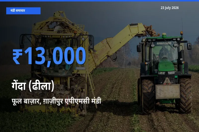 टॉप मंडी बना फूल बाज़ार, ग़ाज़ीपुर एपीएमसी! गेंदा (ढीला) के सबसे ऊँचे दाम यहीं दर्ज