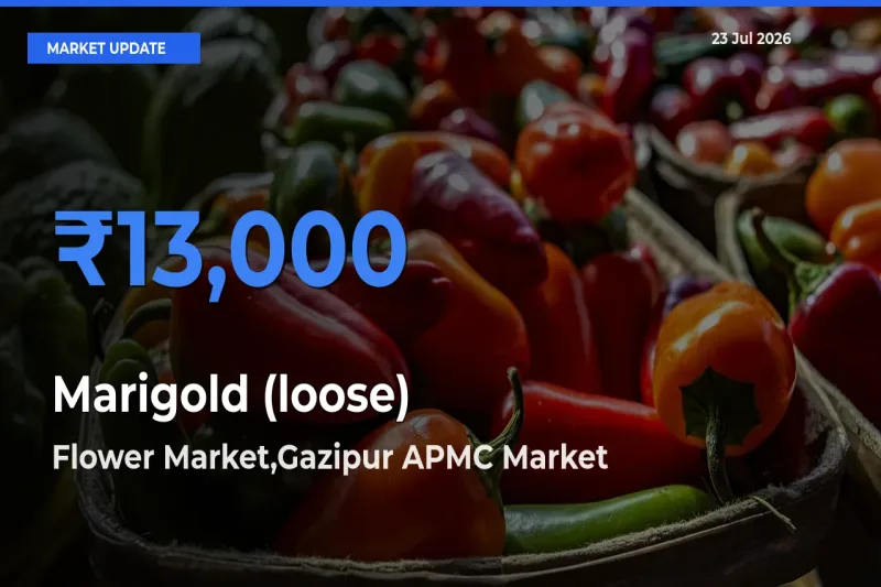 Farmers Prefer Flower Market,Gazipur APMC as Marigold (loose) Hits Highest Rate