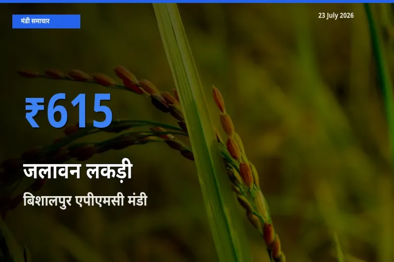 किसानों की पसंद बना बिशालपुर एपीएमसी, जलावन लकड़ी के सबसे अच्छे दाम