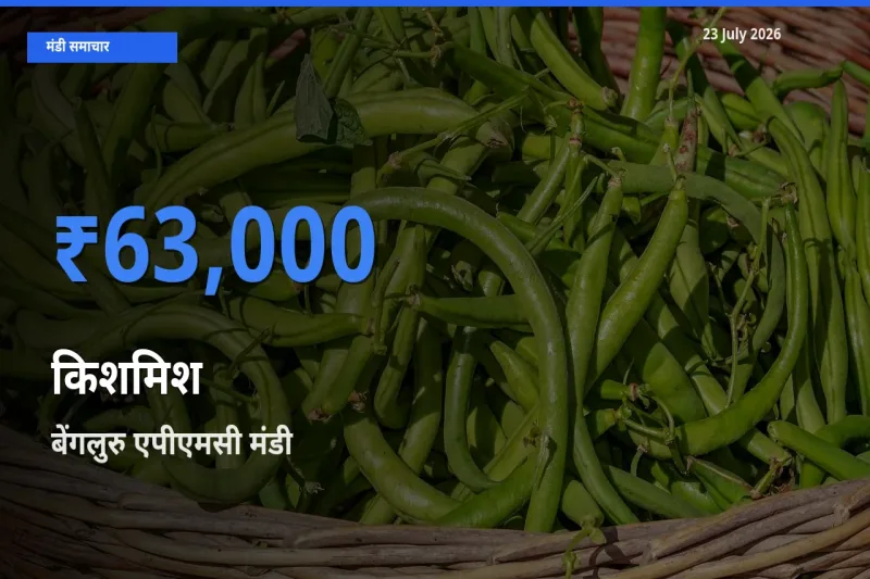 आज किशमिश के सबसे ऊँचे दाम ₹63,000 बेंगलुरु एपीएमसी मंडी में
