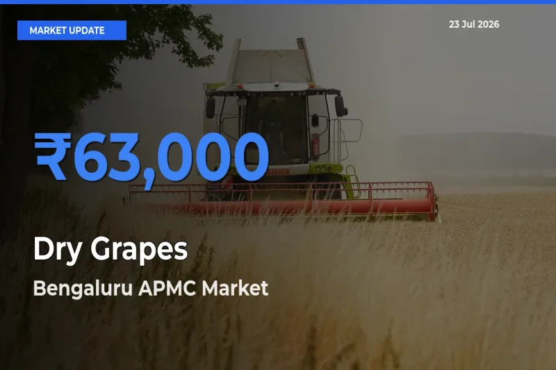 Bengaluru APMC Records Highest ₹63,000 Rate for Dry Grapes