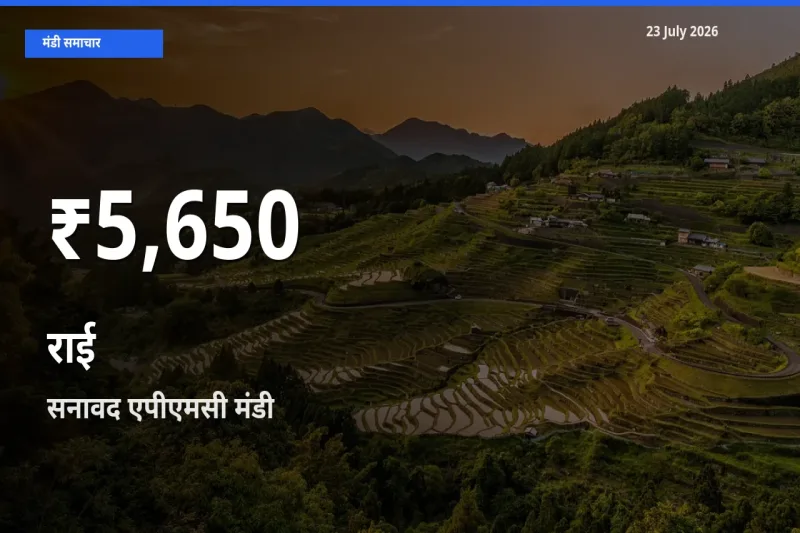 तेज़ गिरावट! सनावद एपीएमसी में राई के दाम 30 दिन के निचले स्तर पर