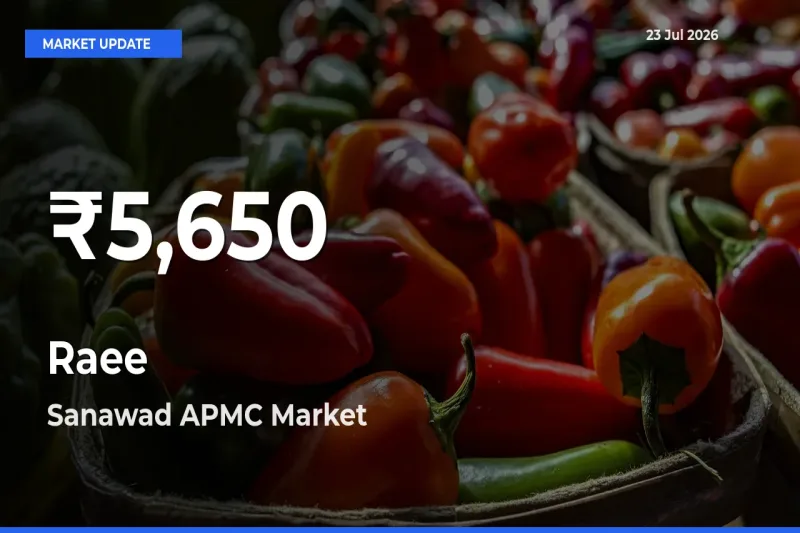 Raee Falls to ₹5,650 in Sanawad APMC – 30-Day Lowest Rate