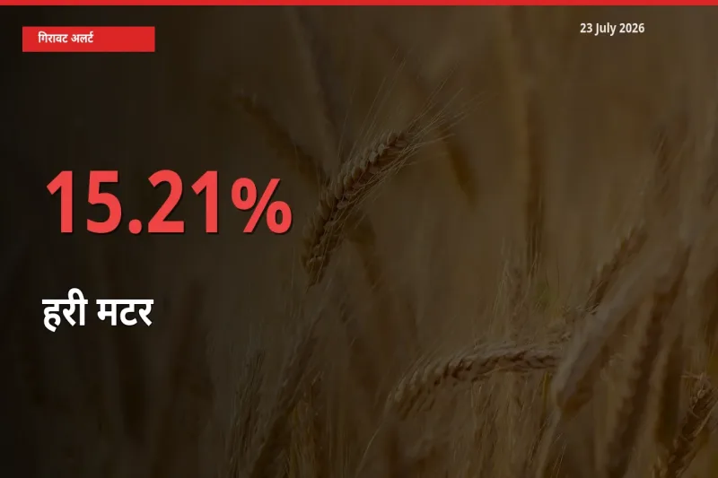 स्थानीय मंडी में हरी मटर के दाम अचानक 15.21% गिरे, किसानों की चिंता बढ़ी