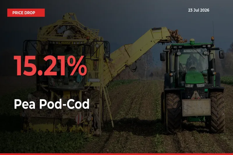 15.21% Drop in Pea Pod-Cod Prices – Mandi Sees Sudden Fall