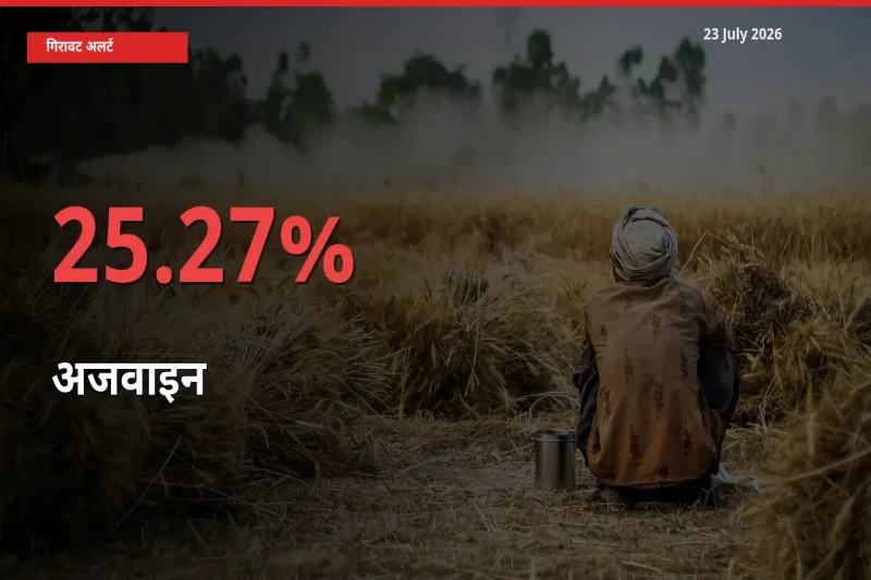 स्थानीय मंडी में अजवाइन के दाम अचानक 25.27% गिरे, किसानों की चिंता बढ़ी