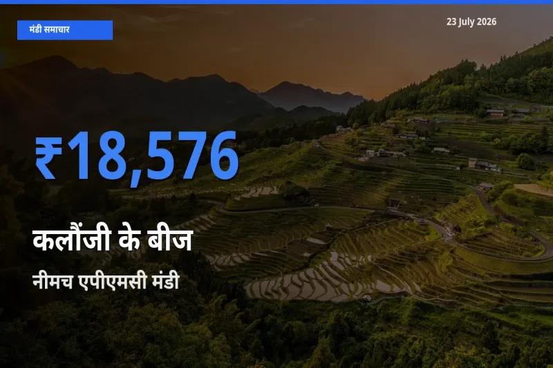 नीमच एपीएमसी में कलौंजी के बीज का आज सबसे ऊँचा भाव