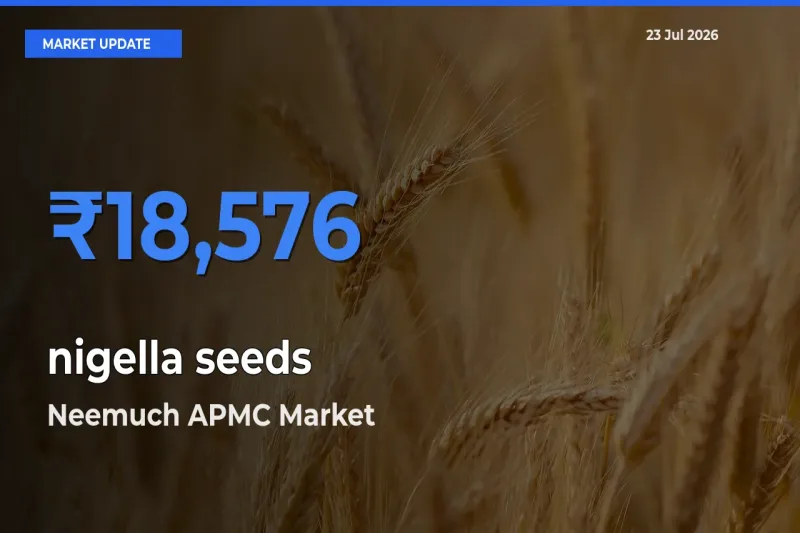 Neemuch APMC Tops nigella seeds Mandi Rates Today
