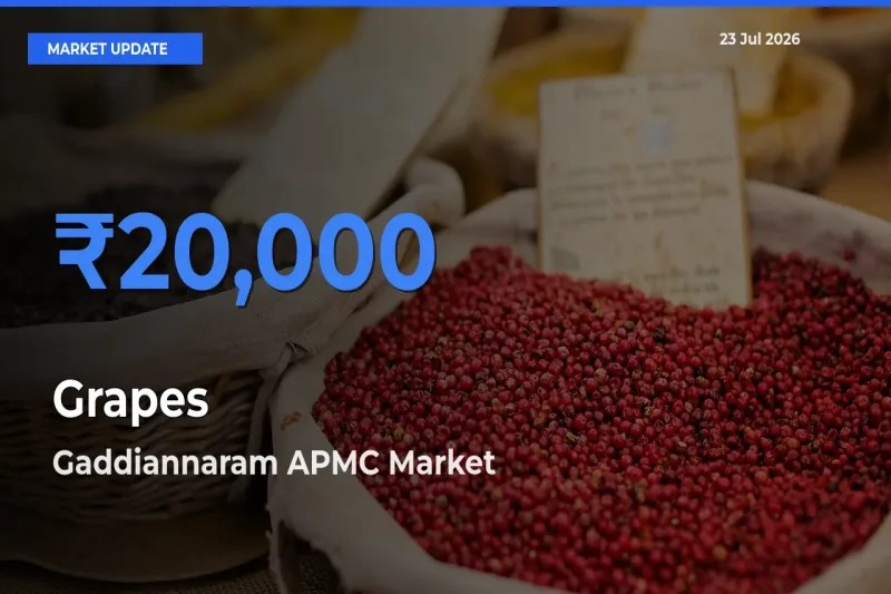 Top Performer! Gaddiannaram APMC Offers Best Grapes Price Today
