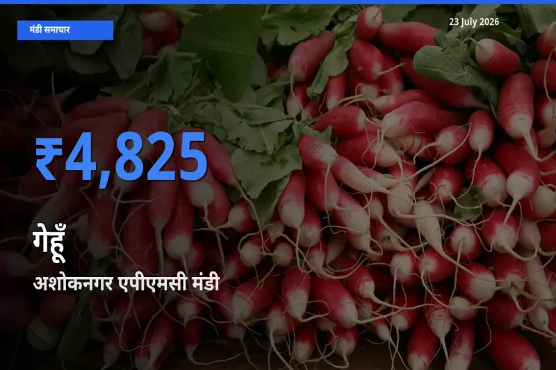 23 July अपडेट: गेहूँ के सबसे ऊँचे दाम अशोकनगर एपीएमसी मंडी में