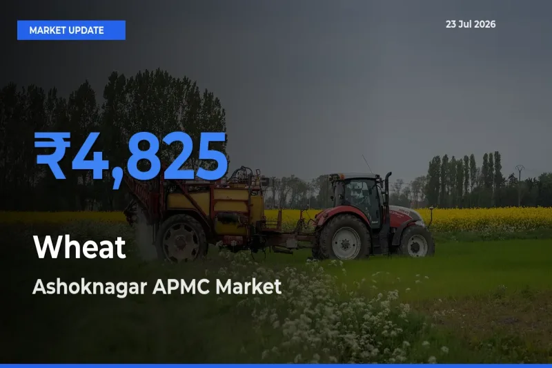Ashoknagar APMC Tops Wheat Mandi Rates Today
