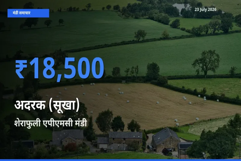 किसानों की पसंद बना शेराफुली एपीएमसी, अदरक (सूखा) के सबसे अच्छे दाम