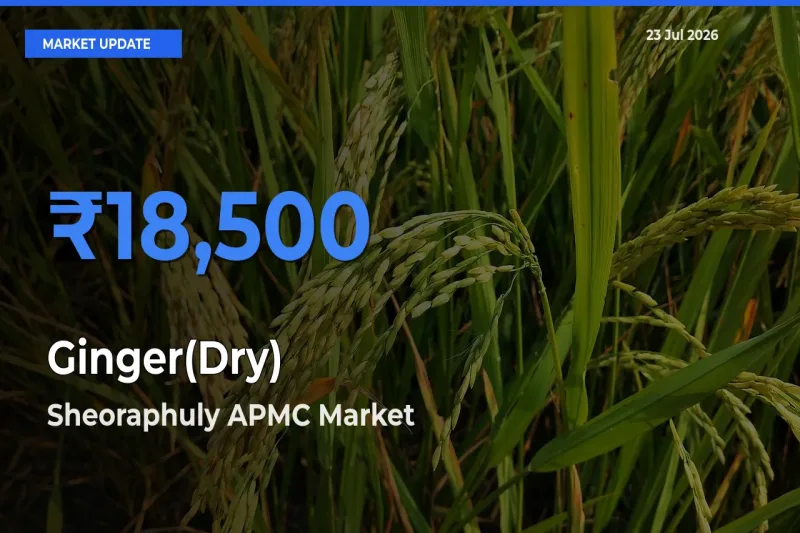 Top Performer! Sheoraphuly APMC Offers Best Ginger(Dry) Price Today