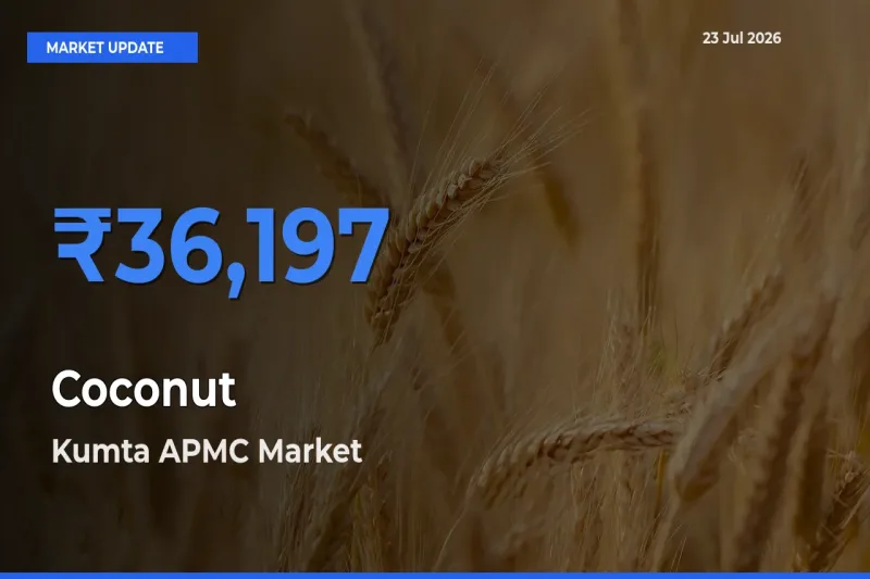 Kumta APMC Leads as Top Mandi for Coconut Prices