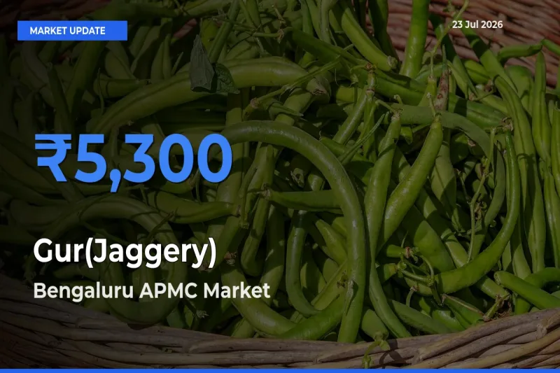 Gur(Jaggery) Mandi Rate Today: Bengaluru APMC Tops the List