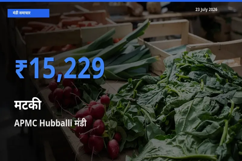 APMC Hubballi मंडी में मटकी ₹15,229 पर पहुँचा – आज का सर्वोच्च भाव