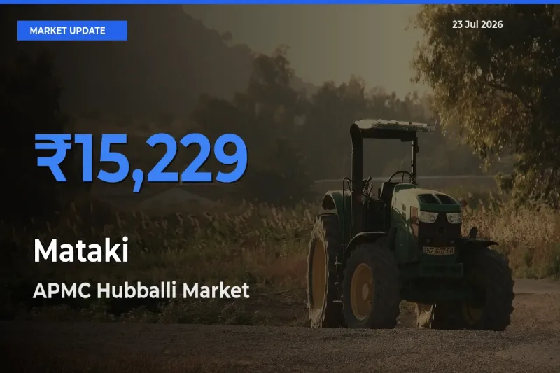 Market Watch: APMC Hubballi Becomes Top Mandi for Mataki