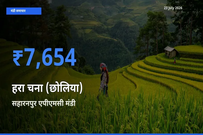 किसानों की पसंद बना सहारनपुर एपीएमसी, हरा चना (छोलिया) के सबसे अच्छे दाम