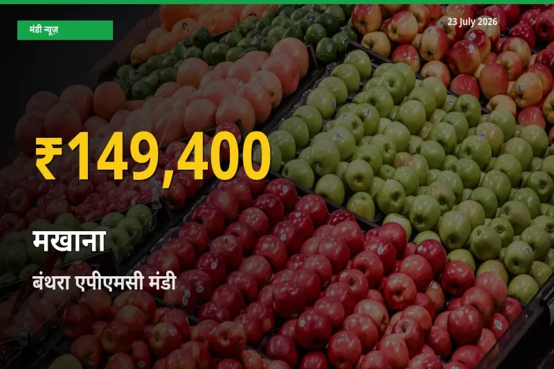 आज बंथरा एपीएमसी में मखाना के दाम रिकॉर्ड स्तर पर, ताज़ा मंडी भाव जानें