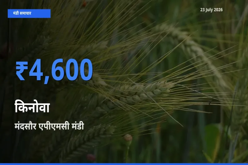 मंदसौर एपीएमसी में किनोवा का आज सबसे ऊँचा भाव
