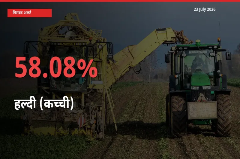 किसानों की चिंता बढ़ी! स्थानीय मंडी में हल्दी (कच्ची) 58.08% गिरा