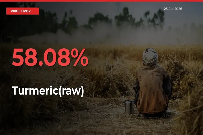 Turmeric(raw) Prices Drop 58.08% – July 23 Market Update from Mandis