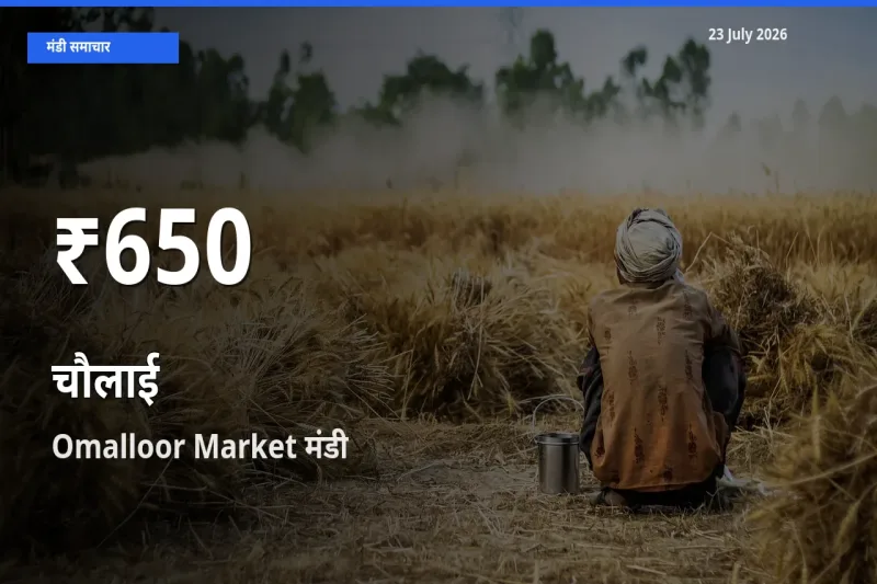 आज का मंडी भाव: Omalloor Market में चौलाई 30 दिन के सबसे कम स्तर पर