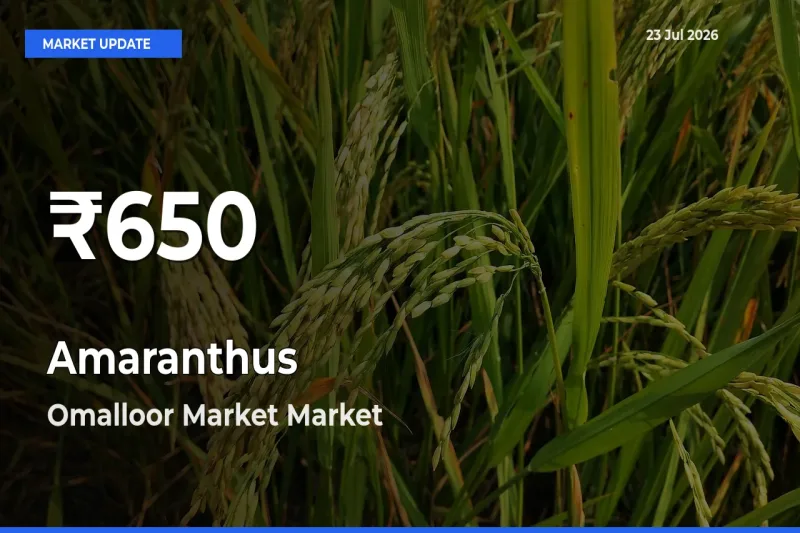 Big Drop! Amaranthus Slides to 30-Day Low at Omalloor Market