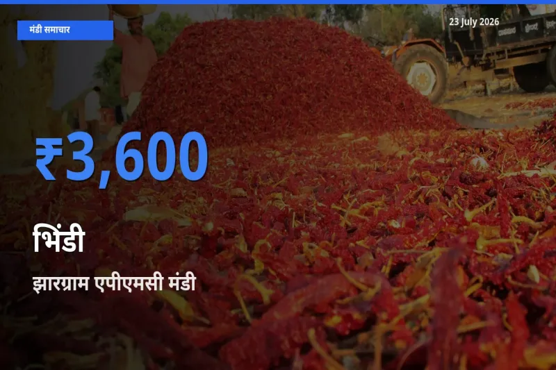 झारग्राम एपीएमसी मंडी में भिंडी ₹3,600 पर पहुँचा – आज का सर्वोच्च भाव