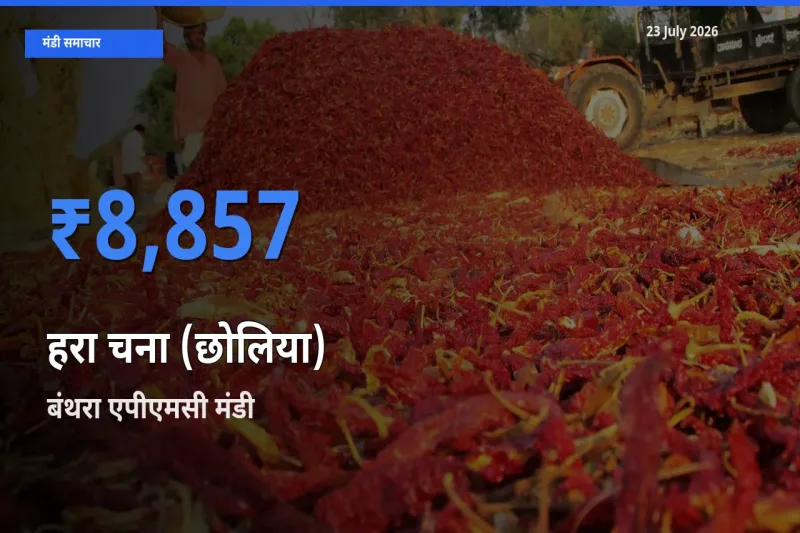 टॉप मंडी बना बंथरा एपीएमसी! हरा चना (छोलिया) के सबसे ऊँचे दाम यहीं दर्ज
