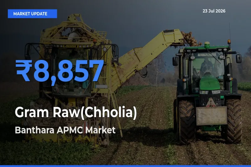 Banthara APMC Tops Gram Raw(Chholia) Rates – July 23 Market Update